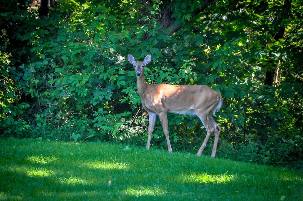 La Villa Rivermead Gatineau Exteriér fotografie